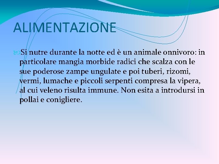 ALIMENTAZIONE Si nutre durante la notte ed è un animale onnivoro: in particolare mangia