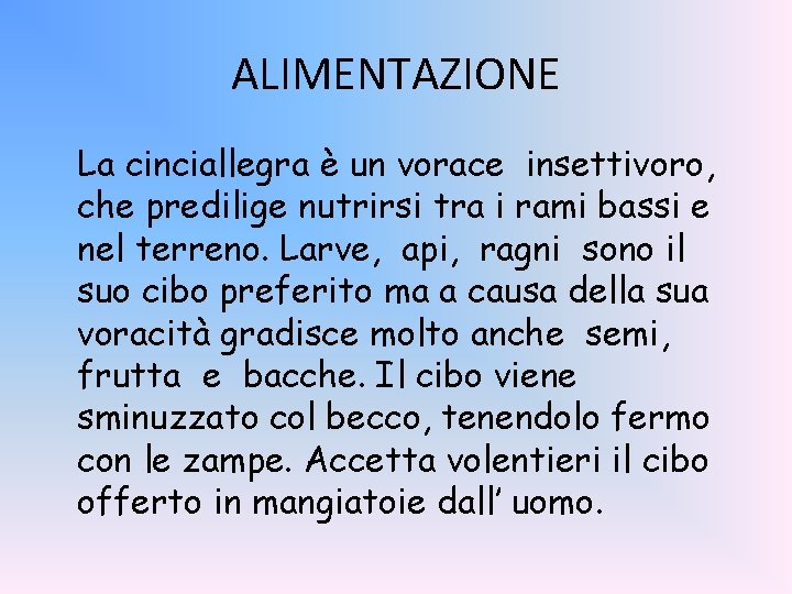 ALIMENTAZIONE La cinciallegra è un vorace insettivoro, che predilige nutrirsi tra i rami bassi