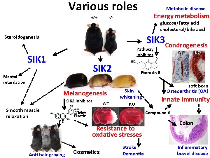 Various roles Metabolic disease Energy metabolism glucose/fatty acid cholesterol/bile acid SIK 3 Condrogenesis Steroidogenesis