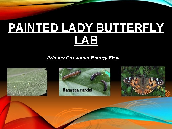 PAINTED LADY BUTTERFLY LAB Primary Consumer Energy Flow 