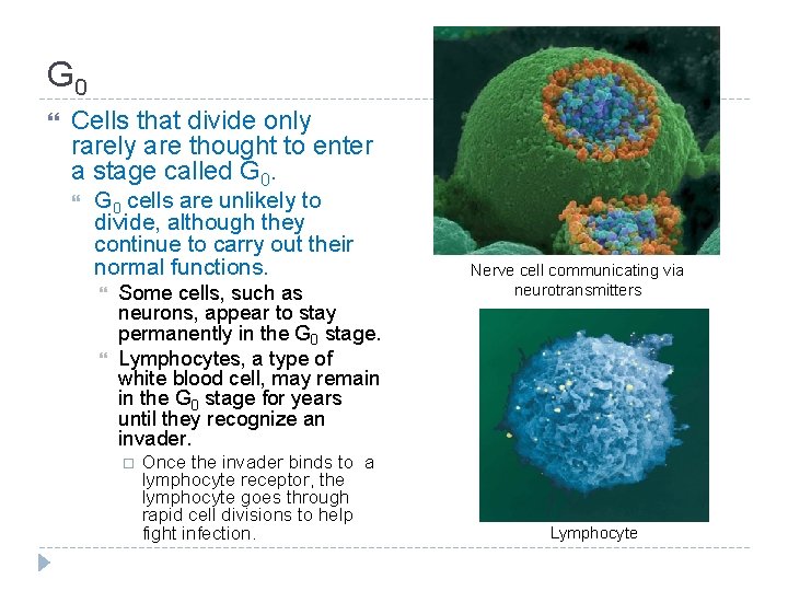 G 0 Cells that divide only rarely are thought to enter a stage called