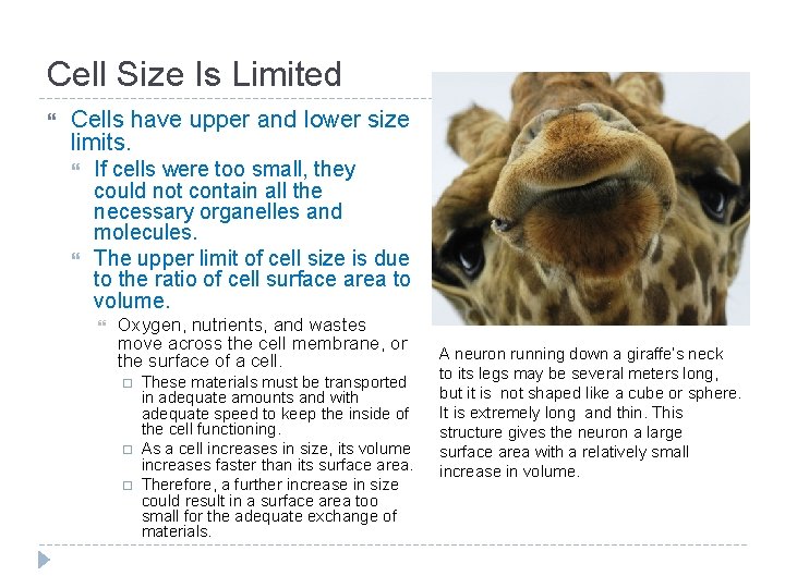 Cell Size Is Limited Cells have upper and lower size limits. If cells were