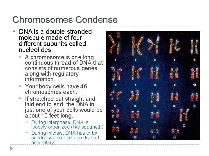 Chromosomes Condense DNA is a double-stranded molecule made of four different subunits called nucleotides.