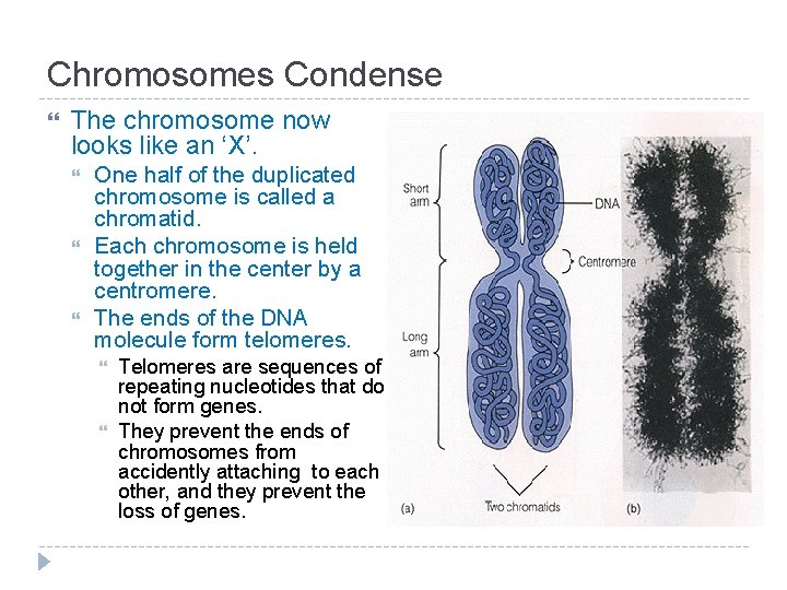 Chromosomes Condense The chromosome now looks like an ‘X’. One half of the duplicated