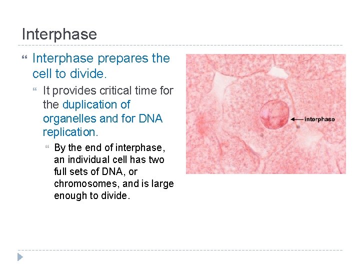 Interphase prepares the cell to divide. It provides critical time for the duplication of