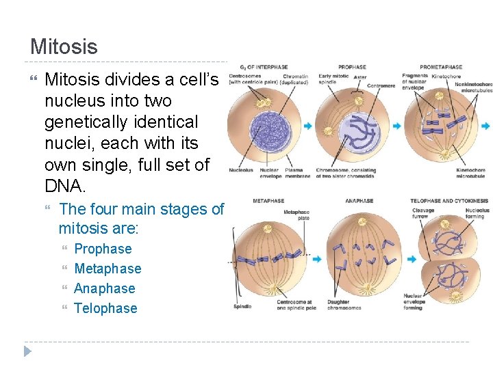 Mitosis divides a cell’s nucleus into two genetically identical nuclei, each with its own