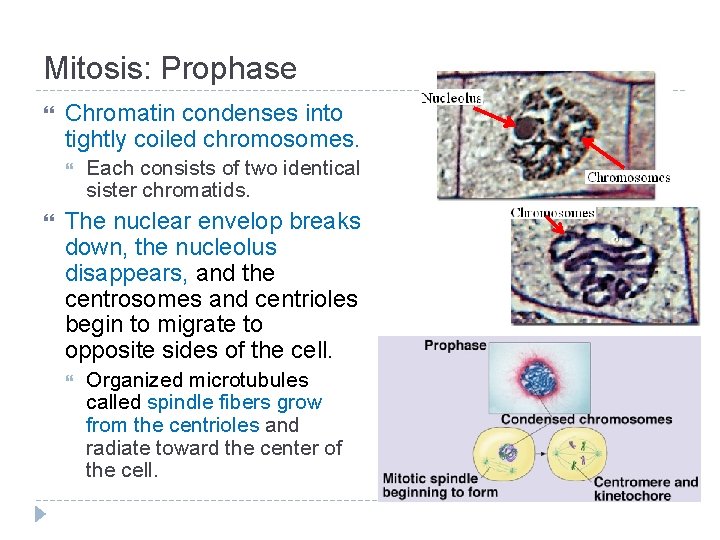 Mitosis: Prophase Chromatin condenses into tightly coiled chromosomes. Each consists of two identical sister