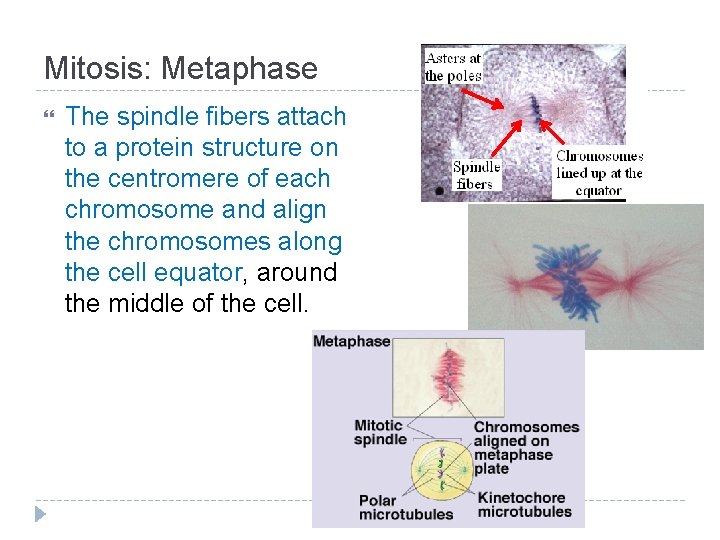 Mitosis: Metaphase The spindle fibers attach to a protein structure on the centromere of