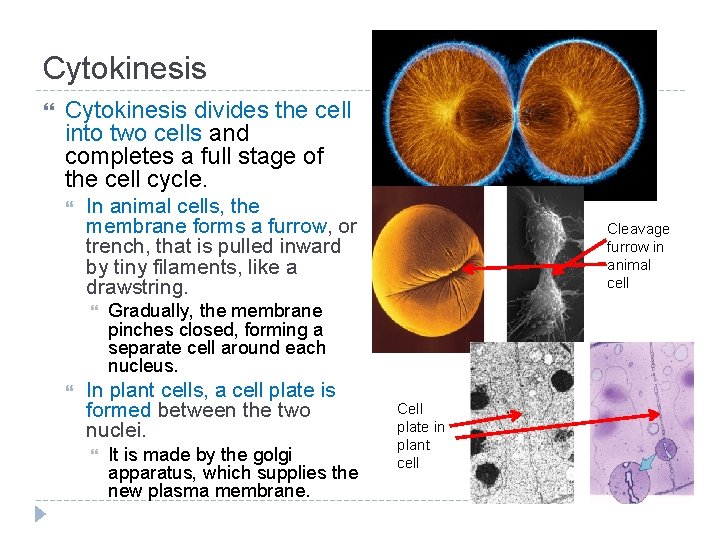 Cytokinesis divides the cell into two cells and completes a full stage of the