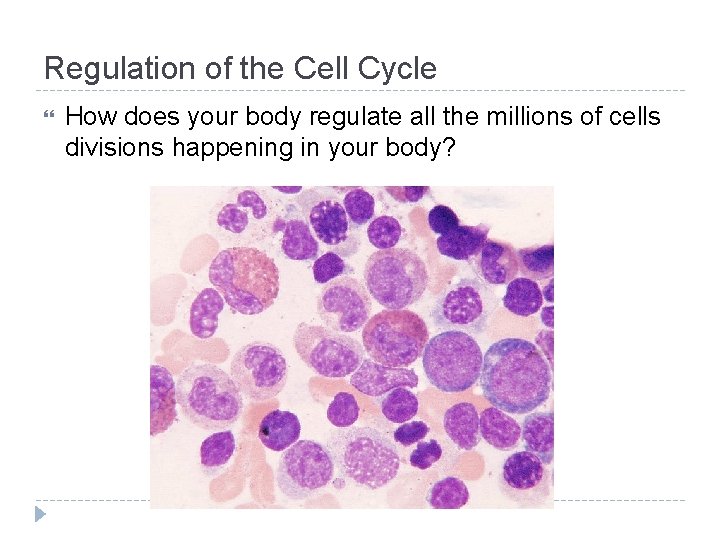 Regulation of the Cell Cycle How does your body regulate all the millions of