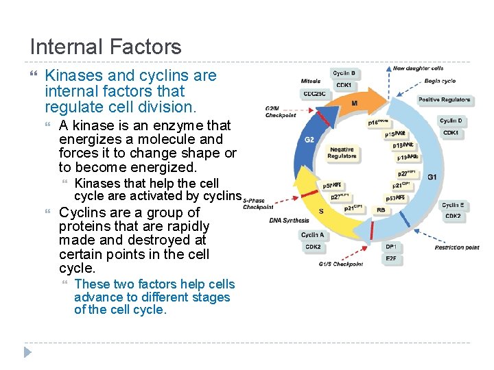 Internal Factors Kinases and cyclins are internal factors that regulate cell division. A kinase