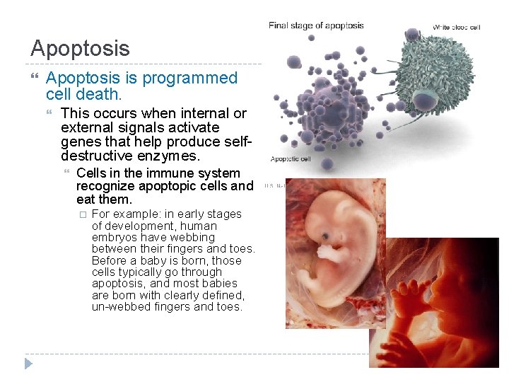 Apoptosis is programmed cell death. This occurs when internal or external signals activate genes