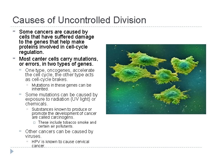 Causes of Uncontrolled Division Some cancers are caused by cells that have suffered damage