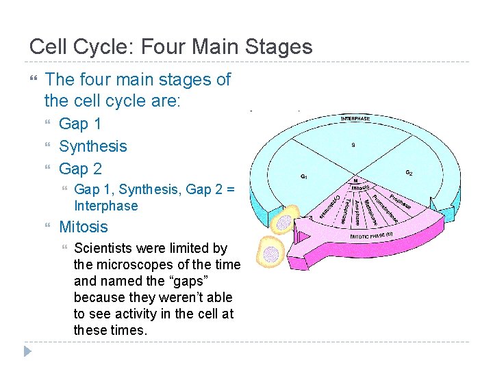 Cell Cycle: Four Main Stages The four main stages of the cell cycle are: