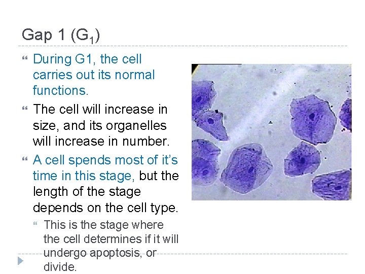 Gap 1 (G 1) During G 1, the cell carries out its normal functions.