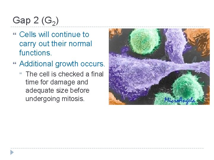 Gap 2 (G 2) Cells will continue to carry out their normal functions. Additional