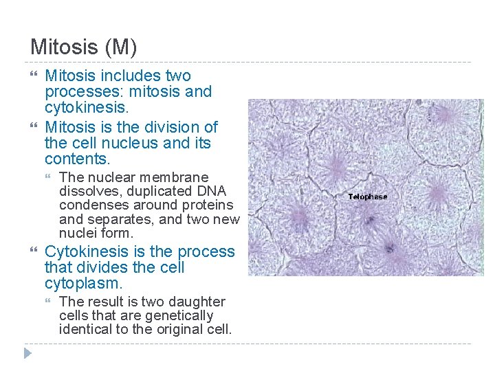 Mitosis (M) Mitosis includes two processes: mitosis and cytokinesis. Mitosis is the division of