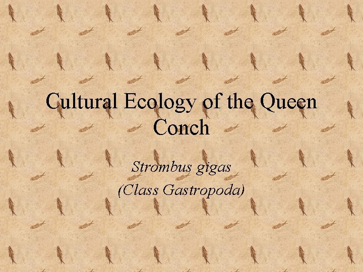 Cultural Ecology of the Queen Conch Strombus gigas (Class Gastropoda) 