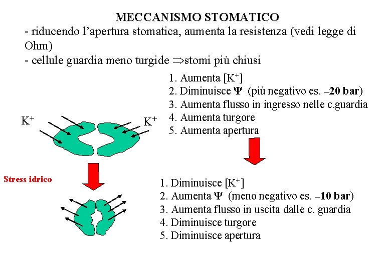 MECCANISMO STOMATICO - riducendo l’apertura stomatica, aumenta la resistenza (vedi legge di Ohm) -