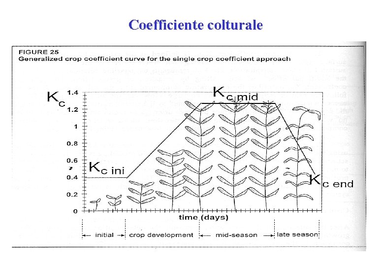Coefficiente colturale 