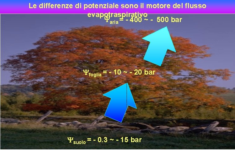 Le differenze di potenziale sono il motore del flusso evapotraspirativo aria = - 400