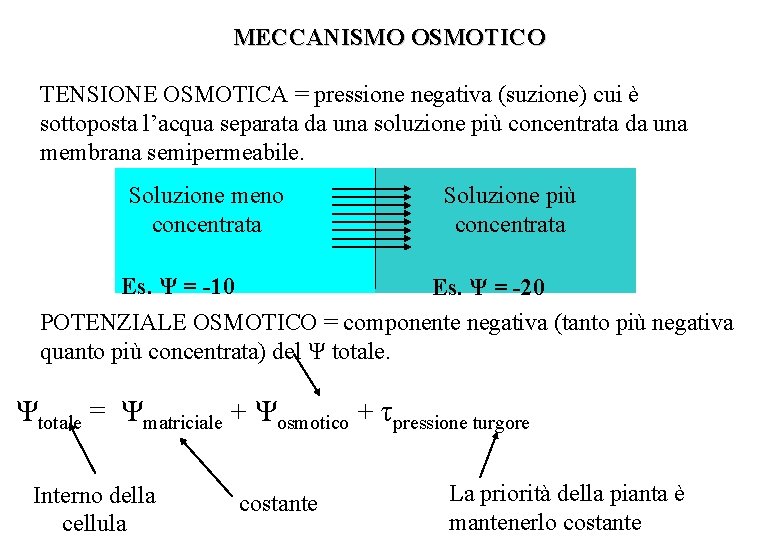 MECCANISMO OSMOTICO TENSIONE OSMOTICA = pressione negativa (suzione) cui è sottoposta l’acqua separata da