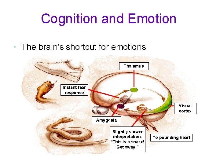 Cognition and Emotion • The brain’s shortcut for emotions Thalamus Instant fear response Visual