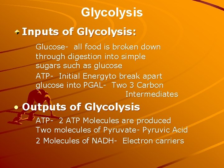 Glycolysis Inputs of Glycolysis: Glucose- all food is broken down through digestion into simple