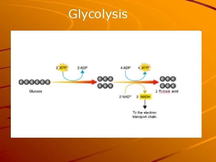 Glycolysis 