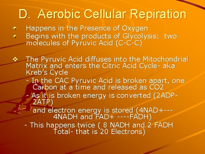 D. Aerobic Cellular Repiration Happens in the Presence of Oxygen Begins with the products