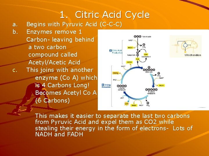 1. Citric Acid Cycle a. b. c. Begins with Pyruvic Acid (C-C-C) Enzymes remove