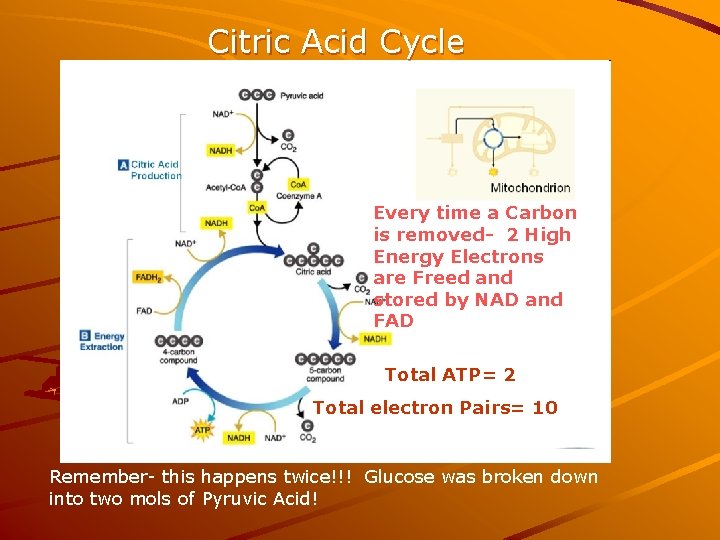 Citric Acid Cycle Every time a Carbon is removed- 2 High Energy Electrons are