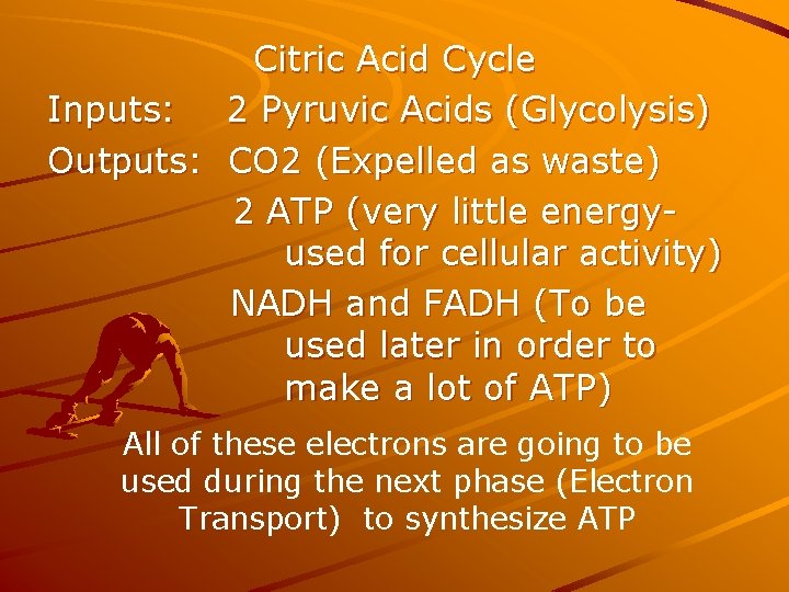 Citric Acid Cycle Inputs: 2 Pyruvic Acids (Glycolysis) Outputs: CO 2 (Expelled as waste)