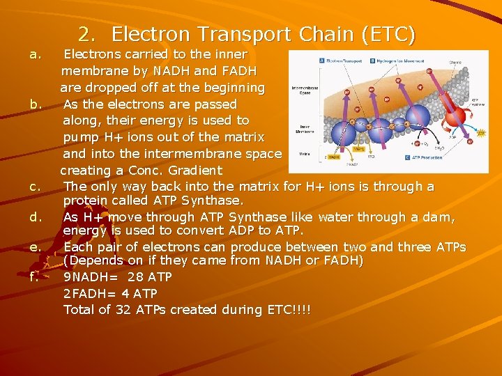 a. b. c. d. e. f. 2. Electron Transport Chain (ETC) Electrons carried to