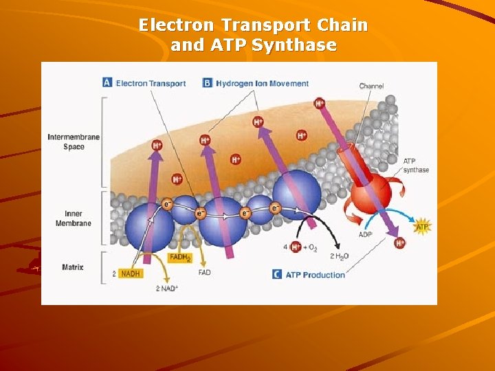 Electron Transport Chain and ATP Synthase 