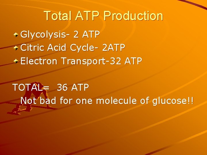 Total ATP Production Glycolysis- 2 ATP Citric Acid Cycle- 2 ATP Electron Transport-32 ATP