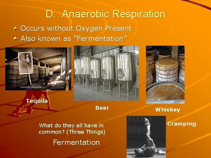 D. Anaerobic Respiration Occurs without Oxygen Present Also known as “Fermentation” Tequila Beer What