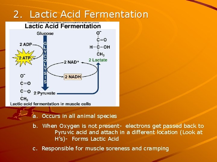 2. Lactic Acid Fermentation a. Occurs in all animal species b. When Oxygen is