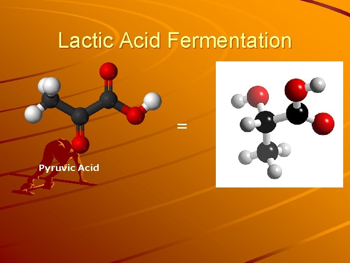 Lactic Acid Fermentation = Pyruvic Acid 