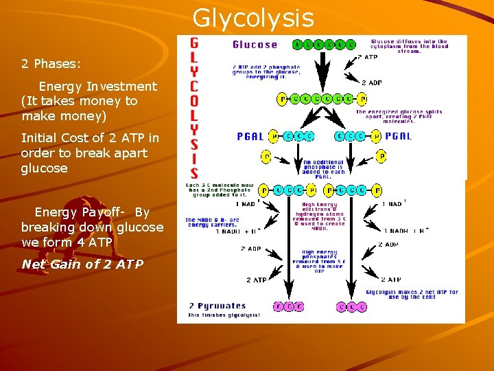 Glycolysis 2 Phases: Energy Investment (It takes money to make money) Initial Cost of