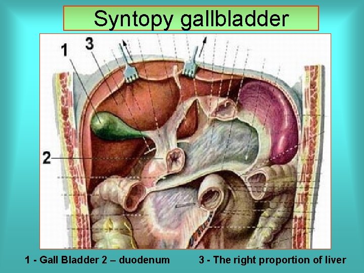 Syntopy gallbladder 1 - Gall Bladder 2 – duodenum 3 - The right proportion