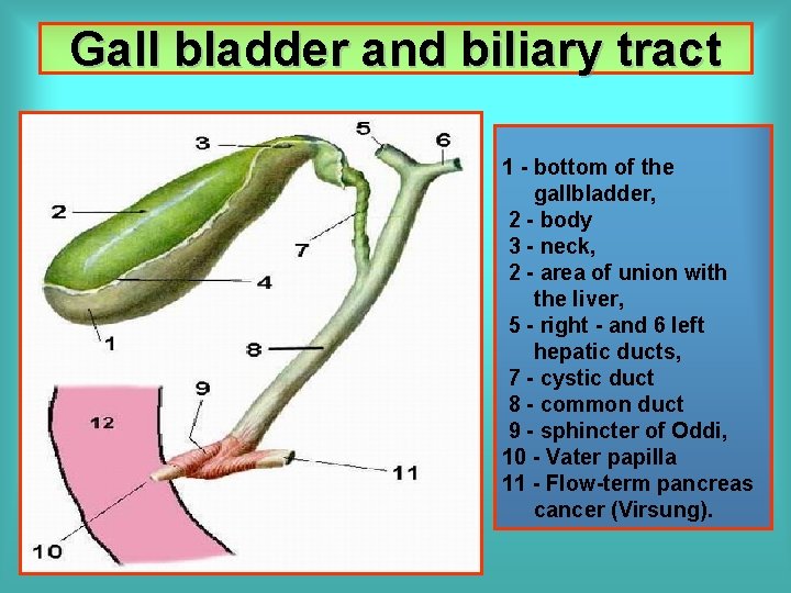 Gall bladder and biliary tract 1 - bottom of the gallbladder, 2 - body