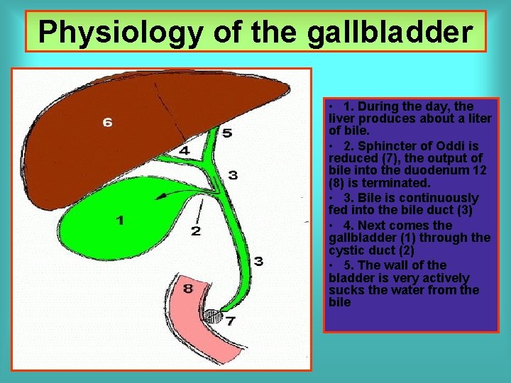 Physiology of the gallbladder • 1. During the day, the liver produces about a