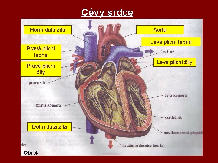 Cévy srdce Horní dutá žíla Aorta Levá plicní tepna Pravé plicní žíly Dolní dutá