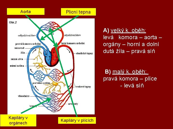 Aorta Plicní tepna Obr. 2 A) velký k. oběh: levá komora – aorta –