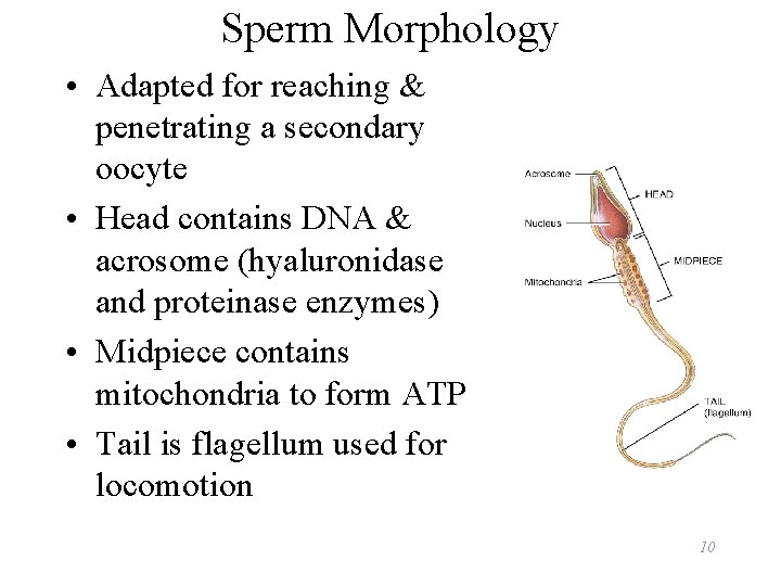 Sperm Morphology • Adapted for reaching & penetrating a secondary oocyte • Head contains