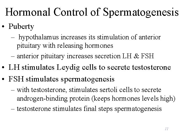 Hormonal Control of Spermatogenesis • Puberty – hypothalamus increases its stimulation of anterior pituitary