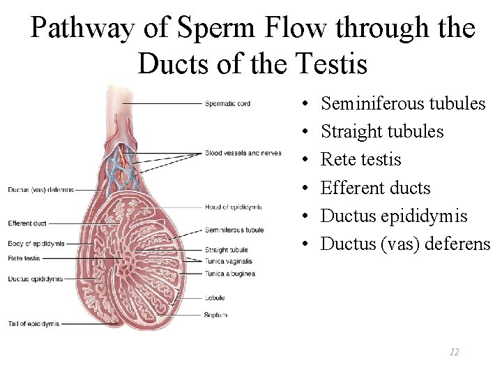 Pathway of Sperm Flow through the Ducts of the Testis • • • Seminiferous
