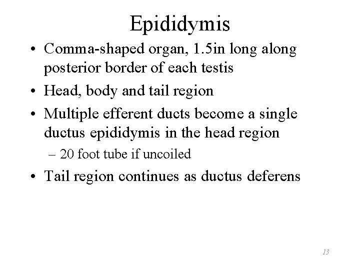 Epididymis • Comma-shaped organ, 1. 5 in long along posterior border of each testis