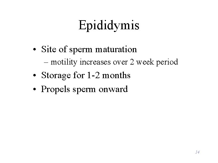 Epididymis • Site of sperm maturation – motility increases over 2 week period •